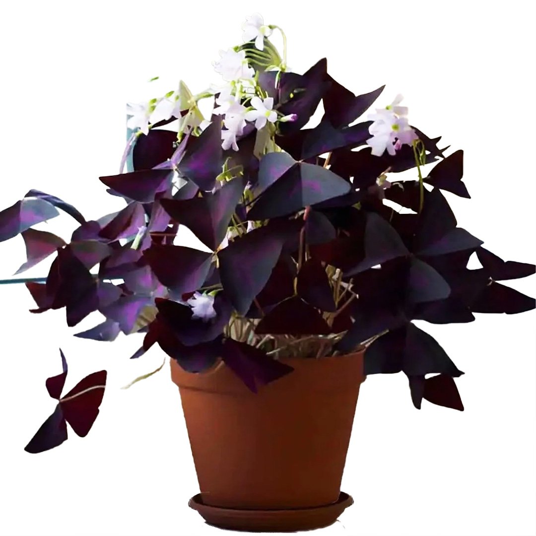 Oxalis Triangular Purple
